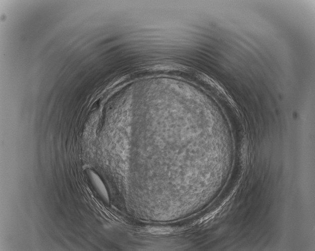 X0000086300825200704271825