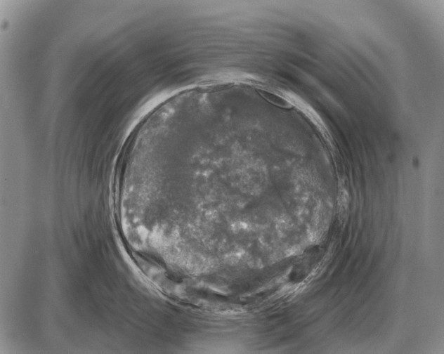 X0000086301055200704271822