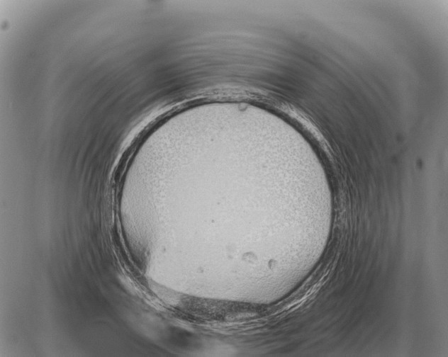 X0000086301075200704271821