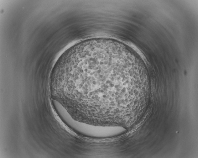 X0000086301142200704271820