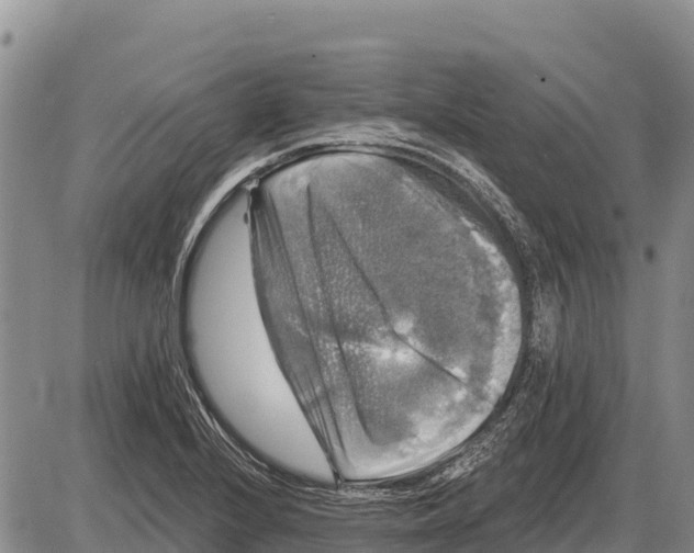 X0000086301224200704271819