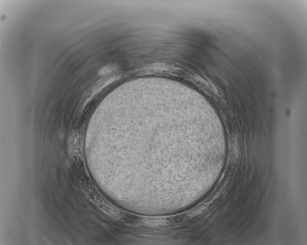 X0000086301258200704271818