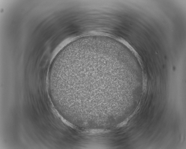 X0000086301294200704271817