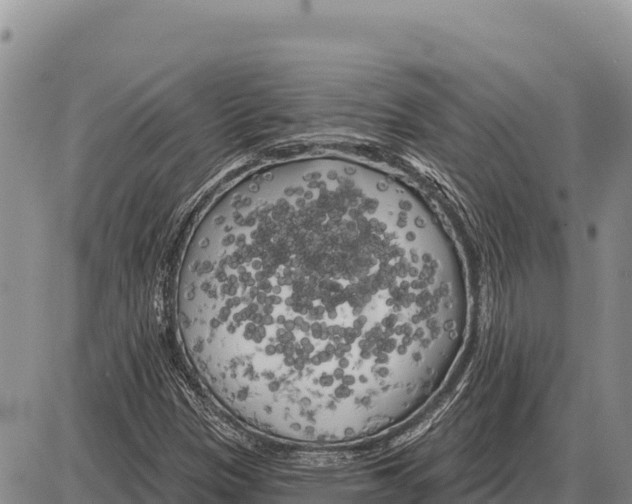 X0000086301305200704271817