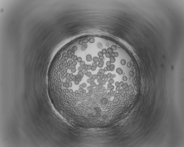 X0000086301335200704271817