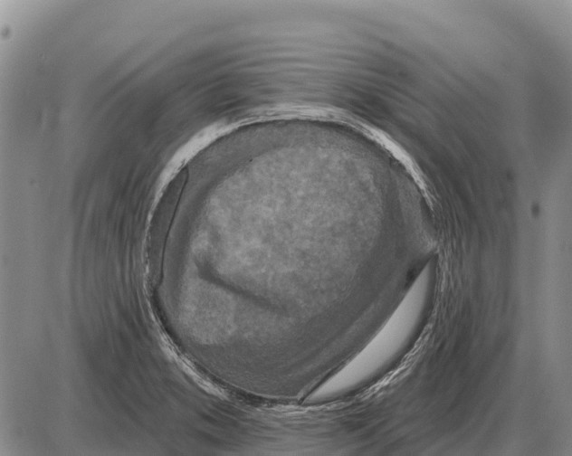 X0000086301373200704271816