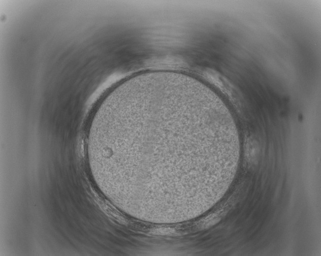 X0000086301462200704271815