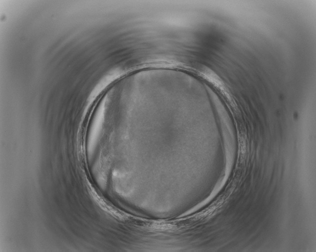 X0000086301466200704271815