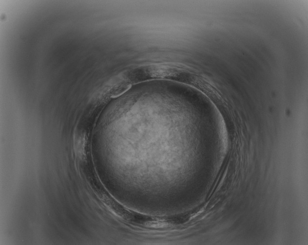 X0000086310219200704091055