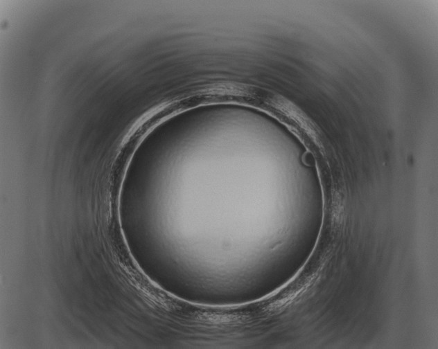 X0000086310829200704091044