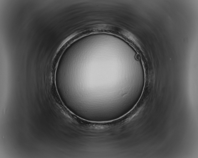 X0000086310829200704131629