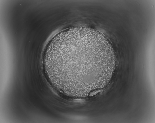 X0000086310053200704202010