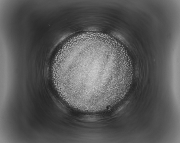 X0000086310351200704202007