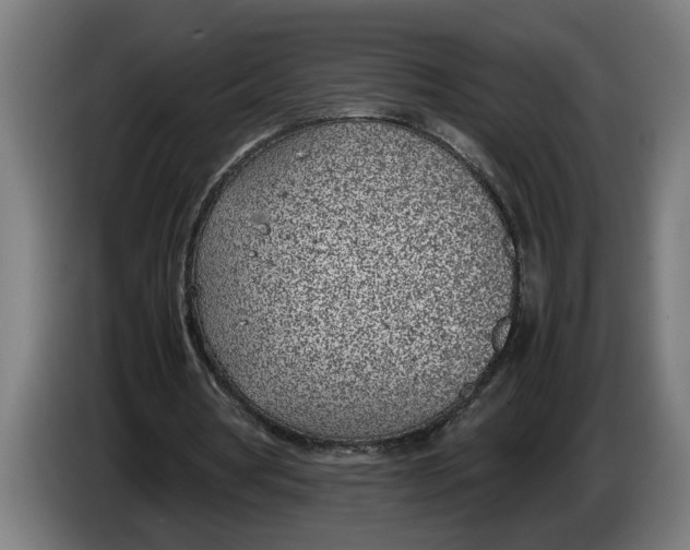 X0000086310386200704202006