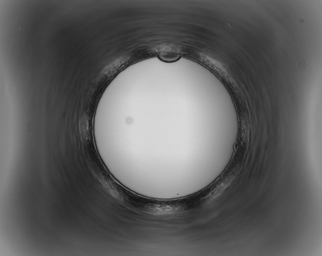 X0000086310453200704202005