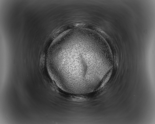 X0000086310475200704202006