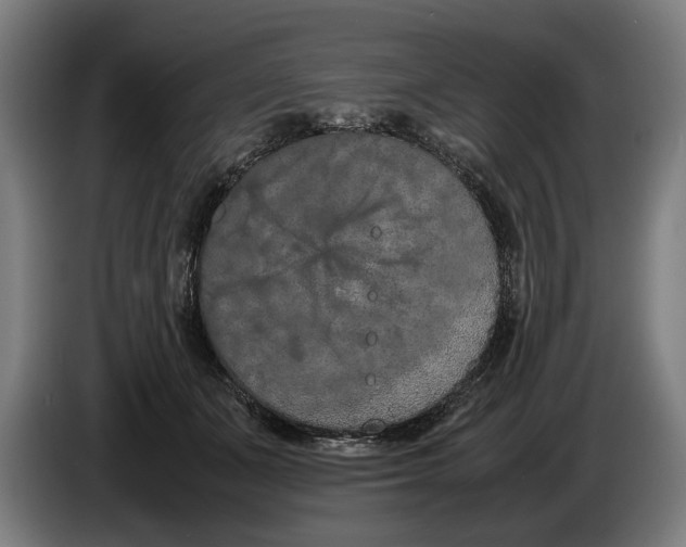 X0000086310511200704202005