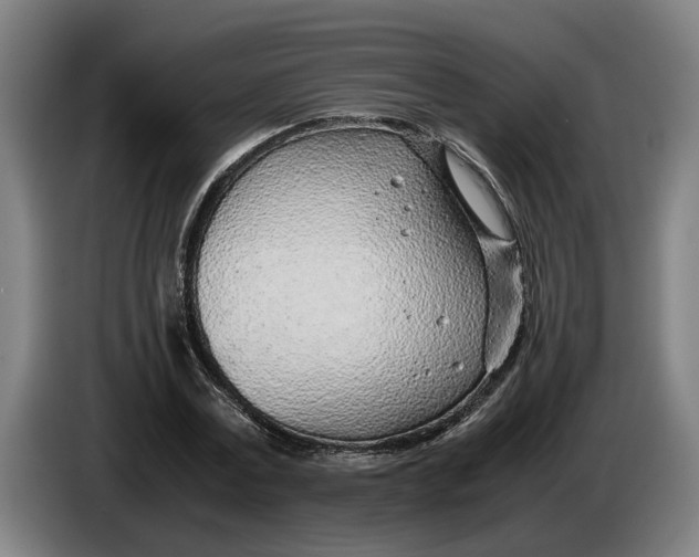 X0000086310779200704202001