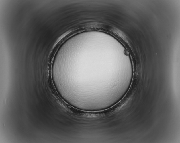 X0000086310829200704202000