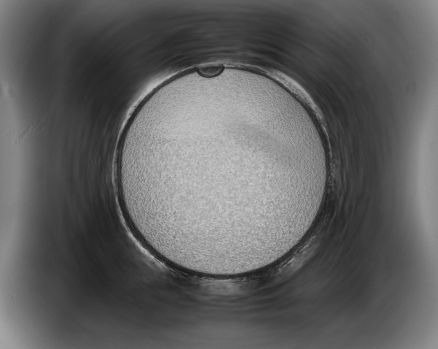 X0000086310855200704202001