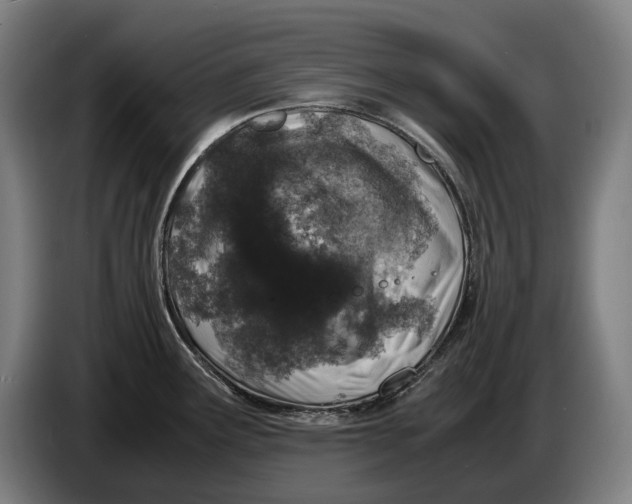 X0000086311291200704201955