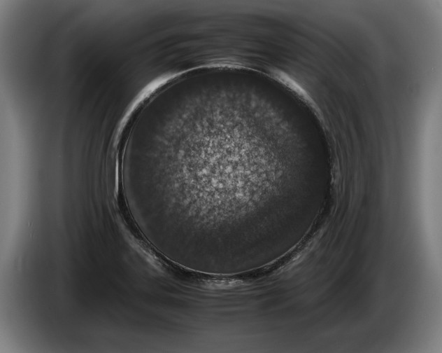 X0000086311323200704201955