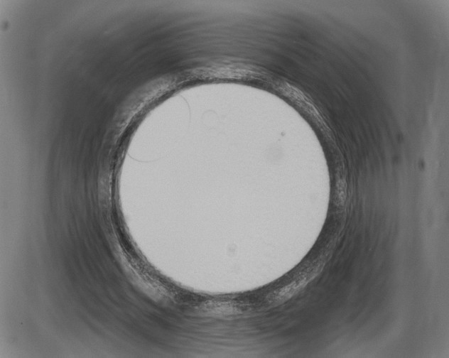 X0000086320534200703300907
