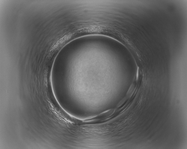 X0000086320681200703301218