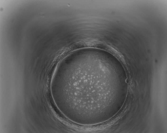 X0000086320018200704091124