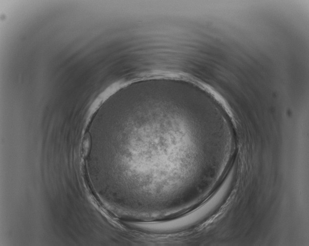 X0000086321373200704091101