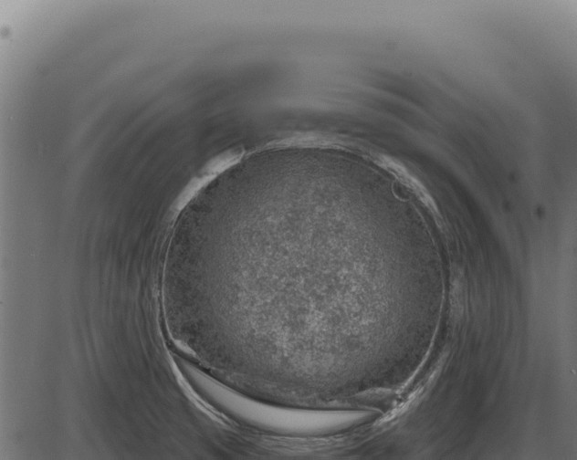 X0000086321425200704091101