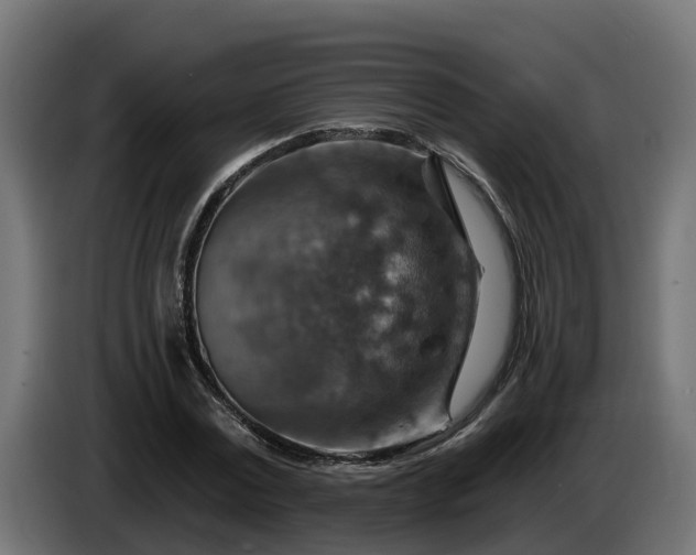 X0000086320779200704131652