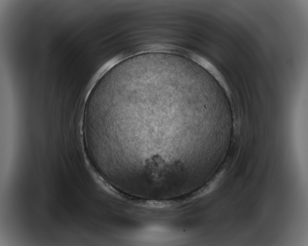 X0000086320954200704131650