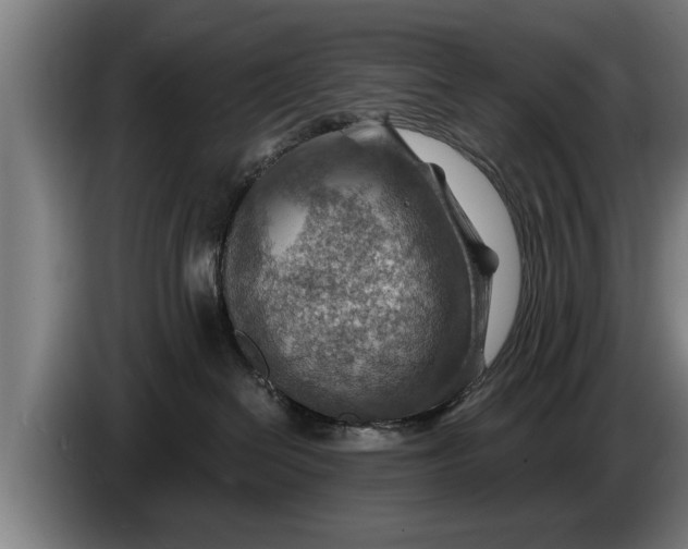 X0000086320286200704202028