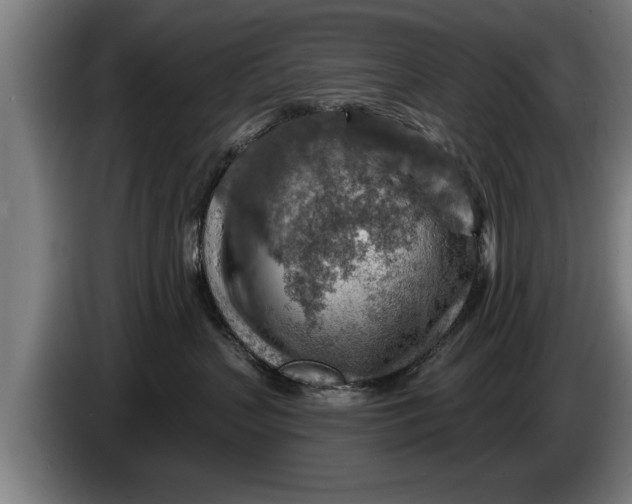 X0000086320383200704202027