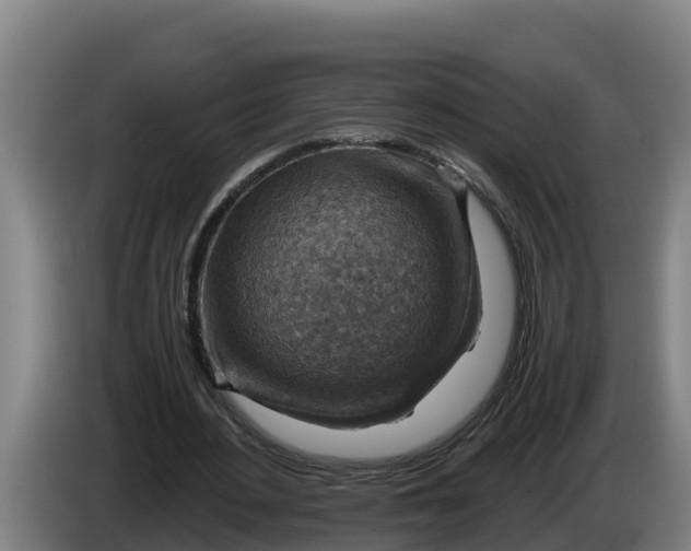 X0000086320484200704202025