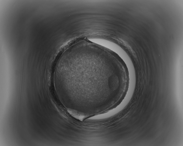 X0000086320496200704202025