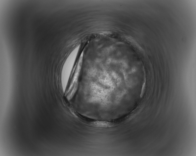 X0000086320528200704202024