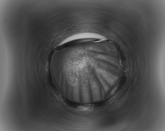 X0000086320563200704202024