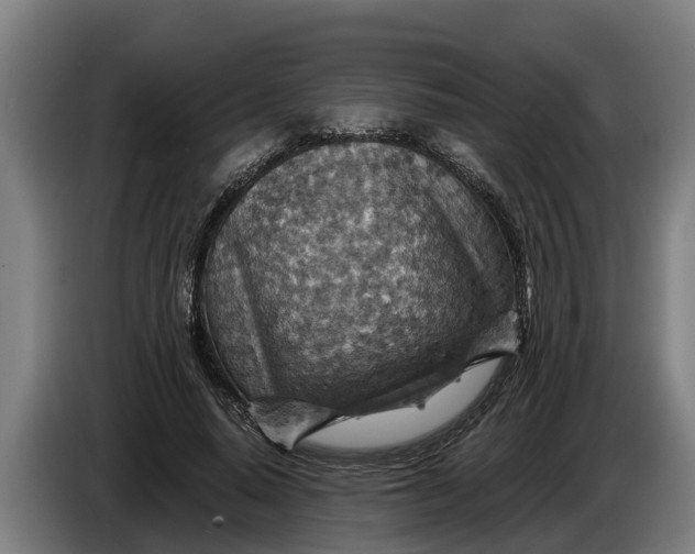 X0000086320640200704202022