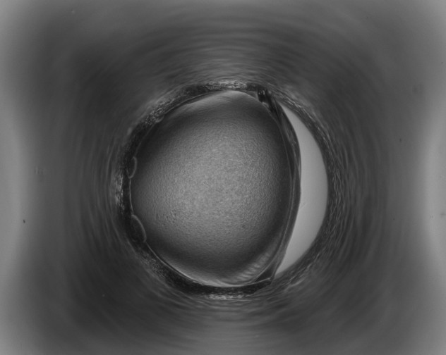 X0000086320693200704202022