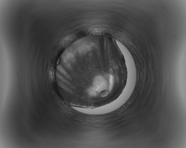 X0000086320718200704202022