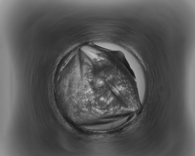 X0000086320721200704202021