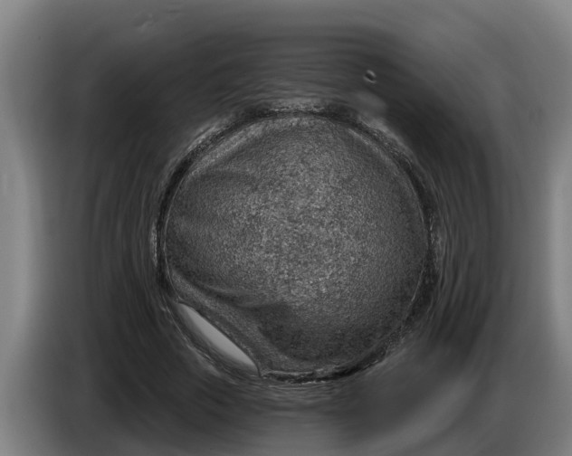 X0000086320729200704202021