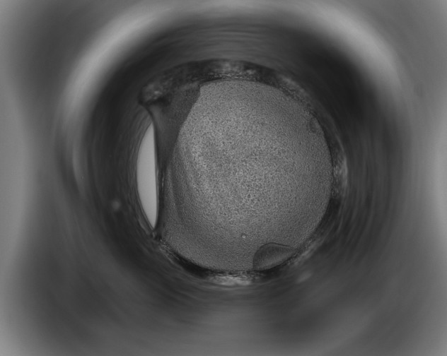 X0000086320765200704202022