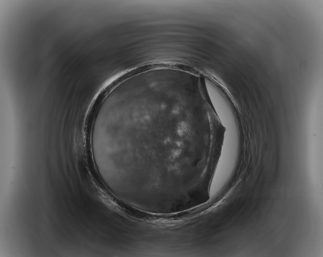 X0000086320779200704202021