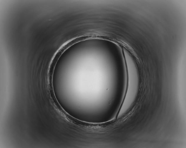 X0000086320784200704202021