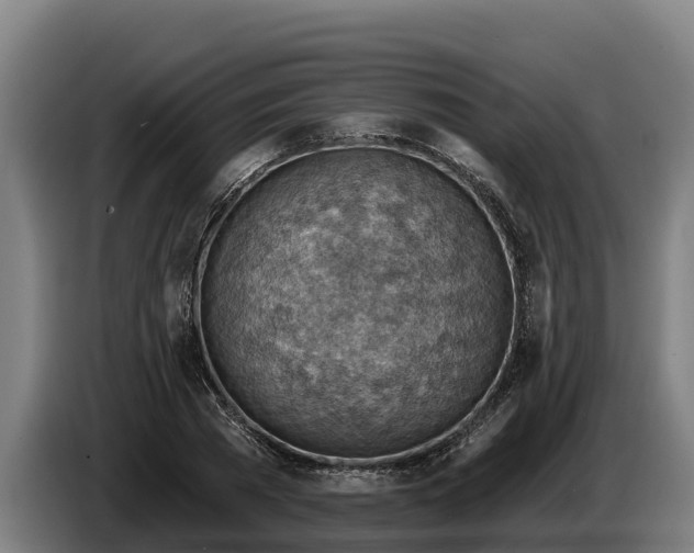 X0000086320785200704202021