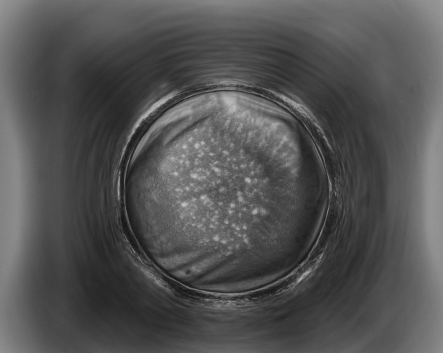 X0000086320790200704202021