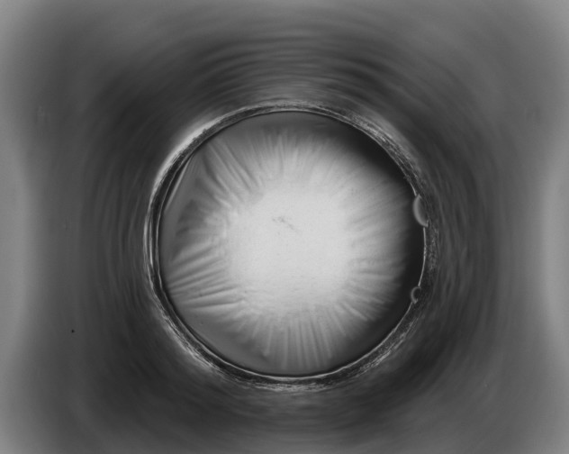 X0000086320796200704202021